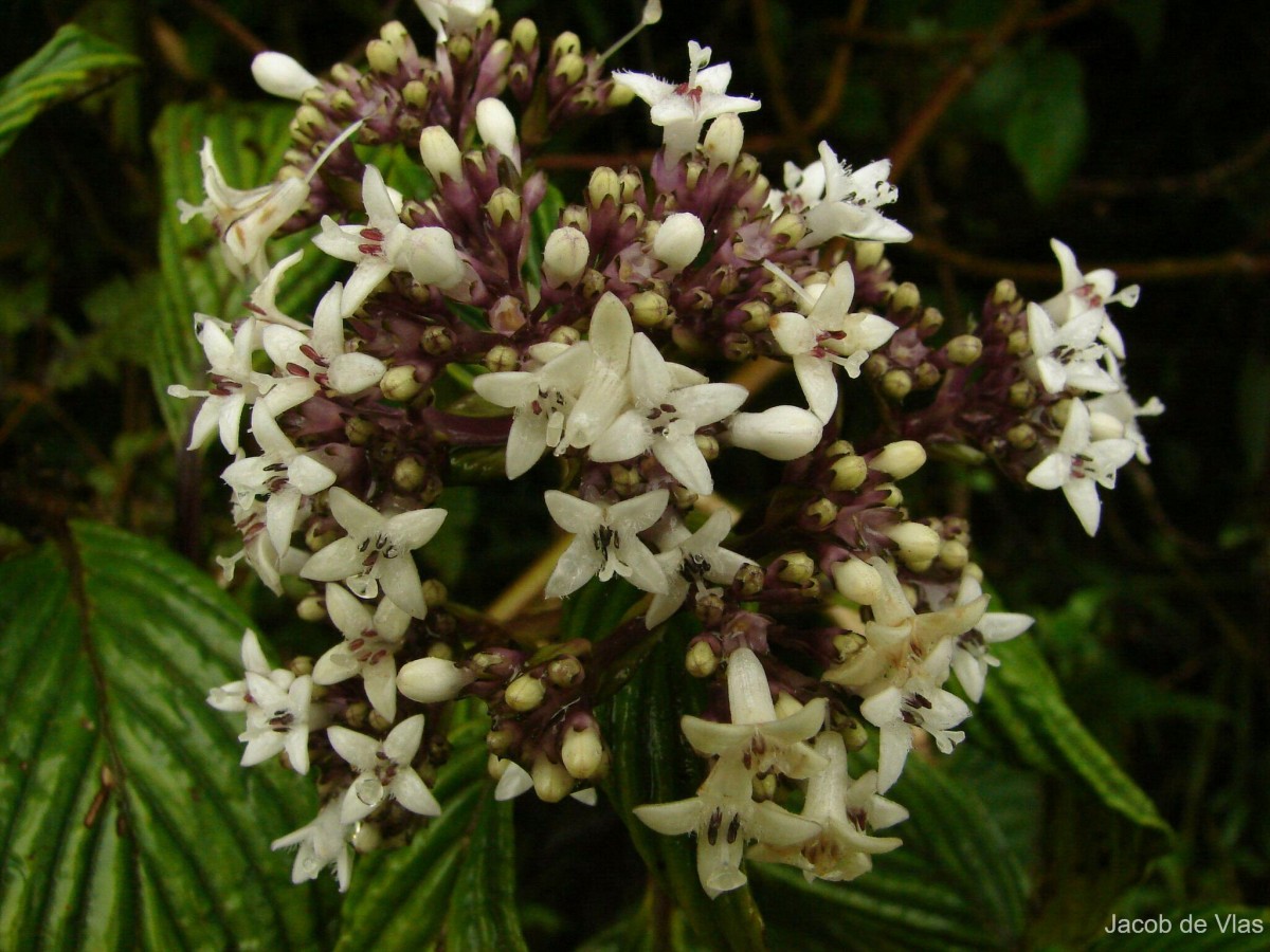 Hedyotis dendroides Alston